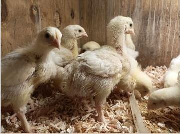 Afbeelding van Mestkuikenmeel Growki 20kg