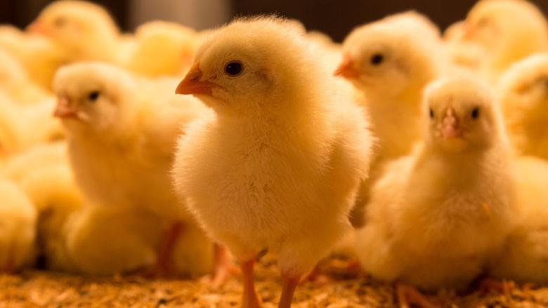Afbeelding van Startmeel voor pluimvee (25kg) - eigen productie