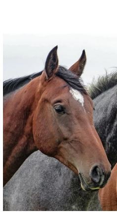 Afbeelding van Paardenmengeling onderhoud - 20 KG