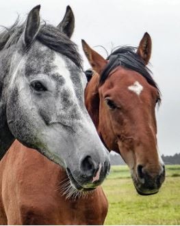 Afbeelding van Paardenmengeling zonder haver -20 kg