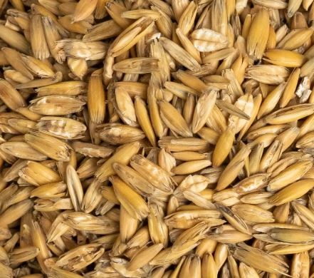 Afbeelding van Haver geplet (20 kg/zak)