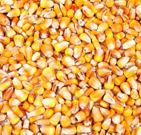 Afbeelding van Mais - heel - 20 kg