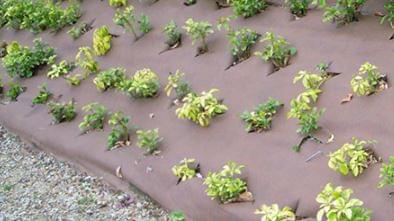 Afbeelding van Geotextiel Bio Weedtex (157 gr) - worteldoek om in te planten